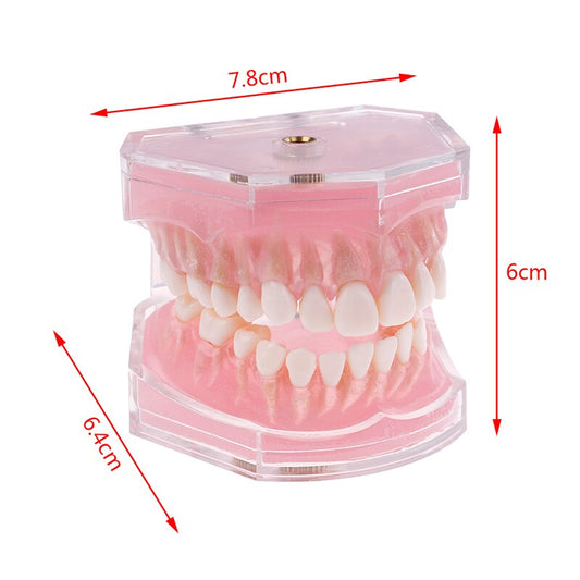 Resin Dental Orthodontic Typodont Teeth Model Standard Demo Model 4004 with 28 Removeable Teeth for Oral Dental Teaching Tool