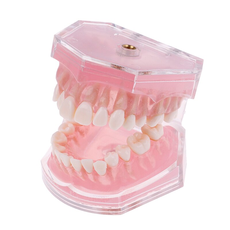 Resin Dental Orthodontic Typodont Teeth Model Standard Demo Model 4004 with 28 Removeable Teeth for Oral Dental Teaching Tool